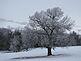 A solitary tree stands frosted on a hill. Taken Saturday near North Cascade Road by Dawn Pregler.