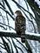 Hawk outside my window. Taken Monday December 7 Lisa Court by Tim Jeske.