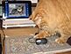 My cat Chuckles in an on-line video conference with his girlfriend Minx [on computer screen]. Taken September 5, 2008 in my home office, 3965 Creston Street, Dubuque by Vince Williams.