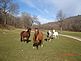 FOUR HORSES. Taken 11/11/09 on the TOM LUCAS property near Bankston, IA  by Tom Lucas.