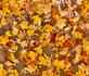 A carpet of colorful leaves. Taken late October  Bellevue  by Lorlee Servin.