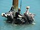 Brown pelicans. Taken March 14, 2010 Hawk's Cay, Florida Keys by John Harjehausen.