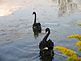 OUR 2 AUSTRALIAN BLACK PET SWANS. Taken September 2009 Our ponds on Ihm Road, Dodgeville, WI by Tricia Ihm.