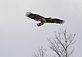 Young eagle in flight.. Taken December 28, 2009 Lock & Dam 11 by Rich Bugalski.