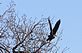 Bald Eagle raedy to take flight. Taken January 31, 2010 Lock & Dam #11 by Rich Bugalski.