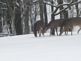 3 deer eating. Taken Dec.2009 in our backyard by Cathy Davis.