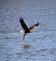 An eagle fishing. Taken October 17, 2023 Miller Riverview Park, Dubuque  by Christi Goldbeck.