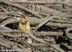 Thirteen-lined ground squirrel looks over tree branches.. Taken October 15, 2023 O&#39;Leary&#39;s lake, Wisconsin by Veronica McAvoy.