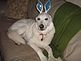 Duke as the Easter Bunny. Taken last week in our living room by Debbie.