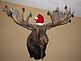 Merry Christmoose!  A Yukon Moose with 65.5 inch antlers. Taken Tuesday at our home by Dawn Pregler--shot by Chip Pregler.