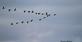 Mallard ducks form a &quot;V&quot; formation along the Mississippi river.. Taken September 23, 2023 John Deere marsh, Dubuque county, Iowa by Veronica McAvoy.