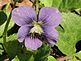 A siingle violet. Taken this weekend in the woods. by Dawn Pregler.