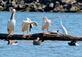 The gang&#39;s all here. Pelicans, geese, a turtle and white egret gather together.. Taken August 9, 2023 A.Y. McDonald Park, Dubuque  by Deanna Tomkins.