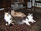 OUR THREE CATS:. Taken October 2009 Our house Dodgeville WI by Tricia Ihm.