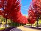 Red trees line the road . Taken on October 15 in Dubuque  by Lorlee Servin.