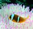 Unusual anemone & clownfish. Taken November 2, 2009 Guam (Western Pacific) by Chris Gulick.