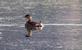 A pied-billed grebe swims in the Mississippi river.. Taken October 10, 2023 John Deere marsh, Dubuque county, Iowa by Veronica McAvoy.