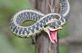 A small garden snake protects its territory from intruders. Taken October 2009 Bellevue State Park by Chuck Isenhart.