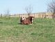 My pig, Doug, is on on my horse named Comet. Taken on Saturday April 17, 2010 at about 10:00 a.m.  The picture was taken at my house in the horse and pig pen. by Naomi Brehm.