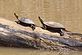 Turtles sunning on a log. Taken 4/9/2010 Mines of Spain by Bob Harron.