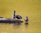 Mallards on &quot;golden pond&quot;...leaves of fall reflect off the pond.. Taken October 30, 2023 Miller park, Dubuque, IA by Veronica McAvoy.